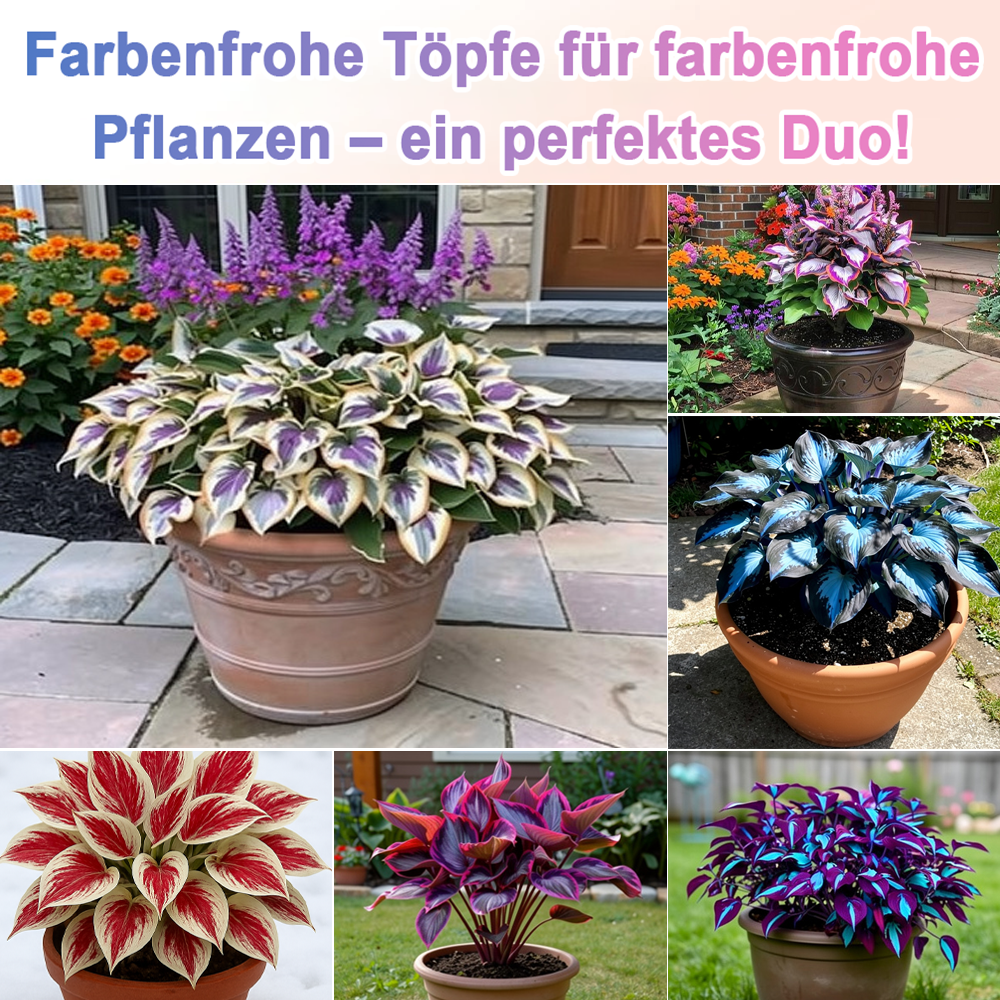 🪻🪴Bunte Hosta-Samen – Winterharte, pflegeleichte Schattenpflanze