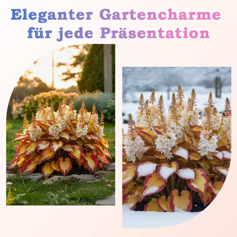 🪻🪴Bunte Hosta-Samen – Winterharte, pflegeleichte Schattenpflanze