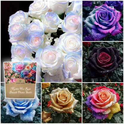 Funkelnde Blumensamen – 𝐙ü𝐜𝐡𝐭𝐞𝐧 𝐒𝐢𝐞 𝐞𝐱𝐪𝐮𝐢𝐬𝐢𝐭 𝐬𝐜𝐡ö𝐧𝐞, 𝐁𝐥𝐢𝐜𝐤𝐟𝐚𝐧𝐠-𝐁𝐥𝐮𝐦𝐞𝐧: "𝐇𝐞𝐢𝐦𝐢𝐬𝐜𝐡𝐞 𝐊ä𝐭𝐳𝐜𝐡𝐞𝐧-𝐎𝐫𝐜𝐡𝐢𝐝𝐞𝐞𝐧" 🌸😺