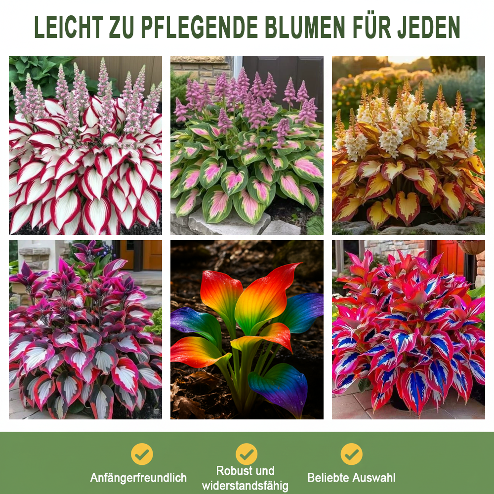 🪻🪴Bunte Hosta-Samen – Winterharte, pflegeleichte Schattenpflanze
