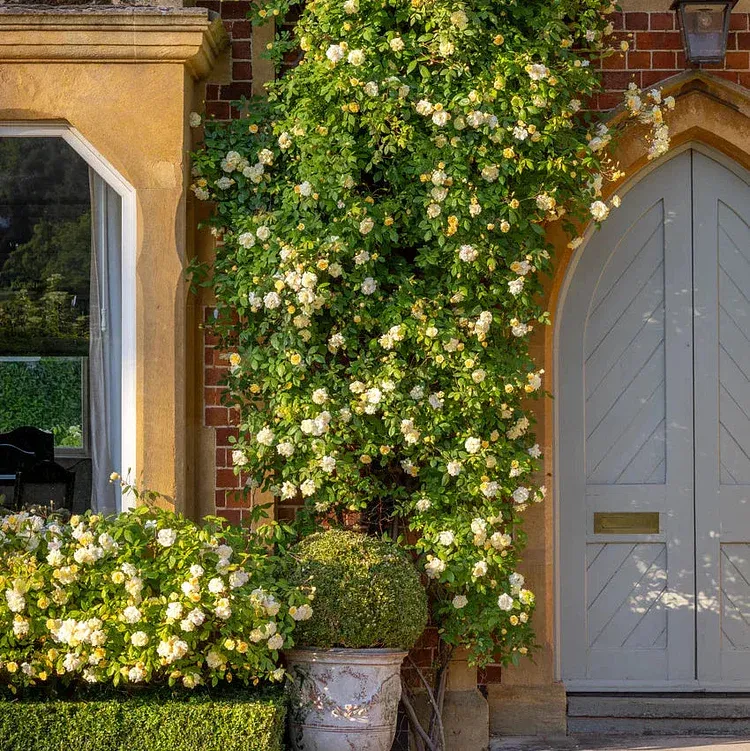 🌹 Rose Seeds - Wall Climbing Varieties