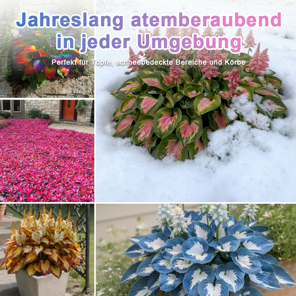 🪻🪴Bunte Hosta-Samen – Winterharte, pflegeleichte Schattenpflanze