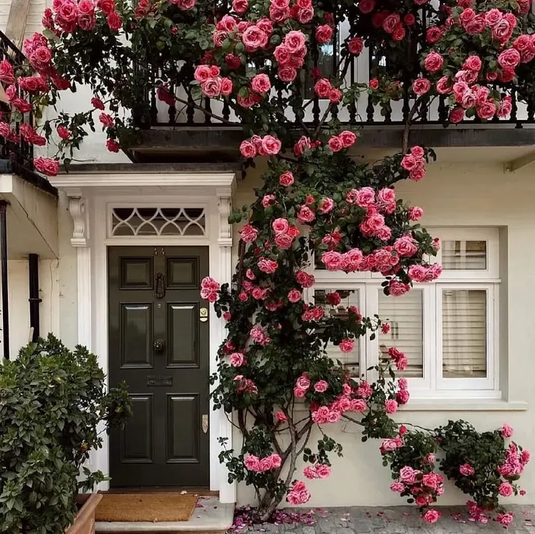 🌹 Rose Seeds - Wall Climbing Varieties