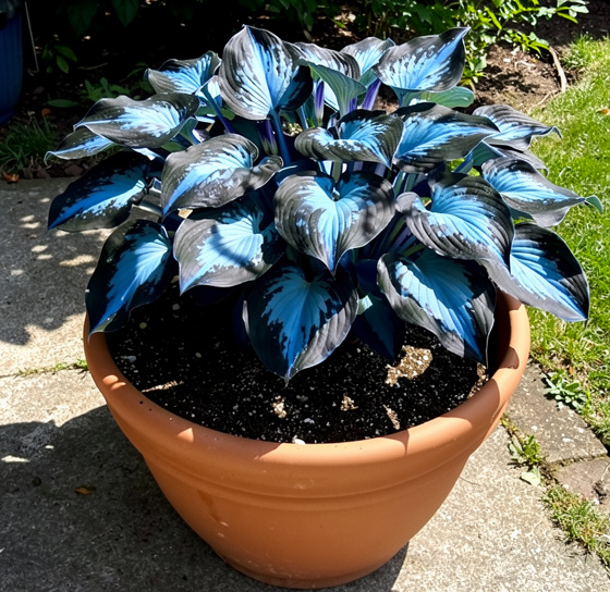 🪻🪴Bunte Hosta-Samen – Winterharte, pflegeleichte Schattenpflanze