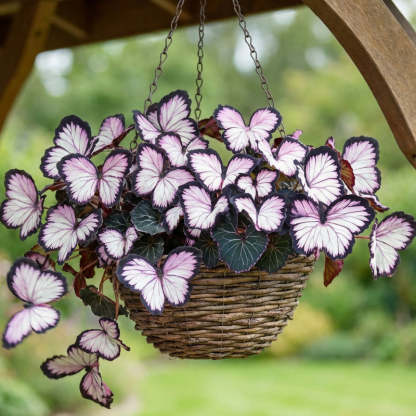🦋 Märchenhafte schmetterlingsförmige Blumensamen ✨