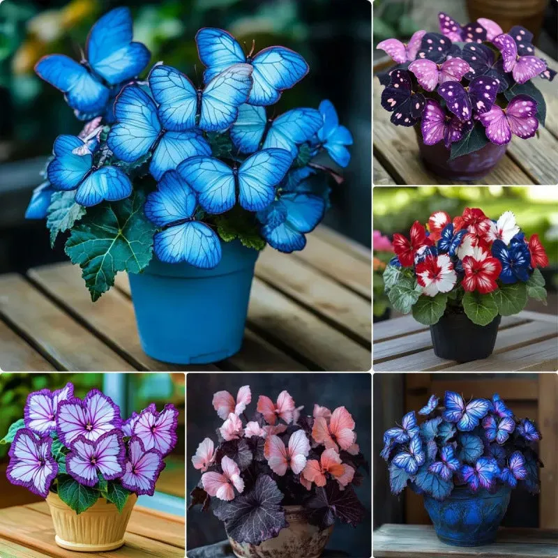 Funkelnde Blumensamen – 𝐙ü𝐜𝐡𝐭𝐞𝐧 𝐒𝐢𝐞 𝐞𝐱𝐪𝐮𝐢𝐬𝐢𝐭 𝐬𝐜𝐡ö𝐧𝐞, 𝐁𝐥𝐢𝐜𝐤𝐟𝐚𝐧𝐠-𝐁𝐥𝐮𝐦𝐞𝐧: "𝐇𝐞𝐢𝐦𝐢𝐬𝐜𝐡𝐞 𝐊ä𝐭𝐳𝐜𝐡𝐞𝐧-𝐎𝐫𝐜𝐡𝐢𝐝𝐞𝐞𝐧" 🌸😺