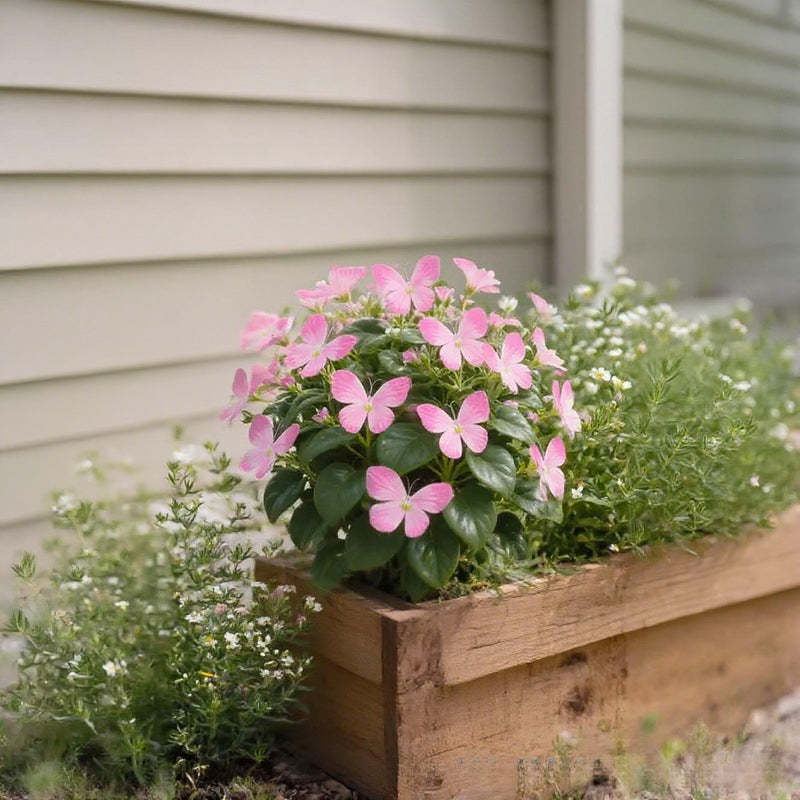 🦋 Märchenhafte schmetterlingsförmige Blumensamen ✨