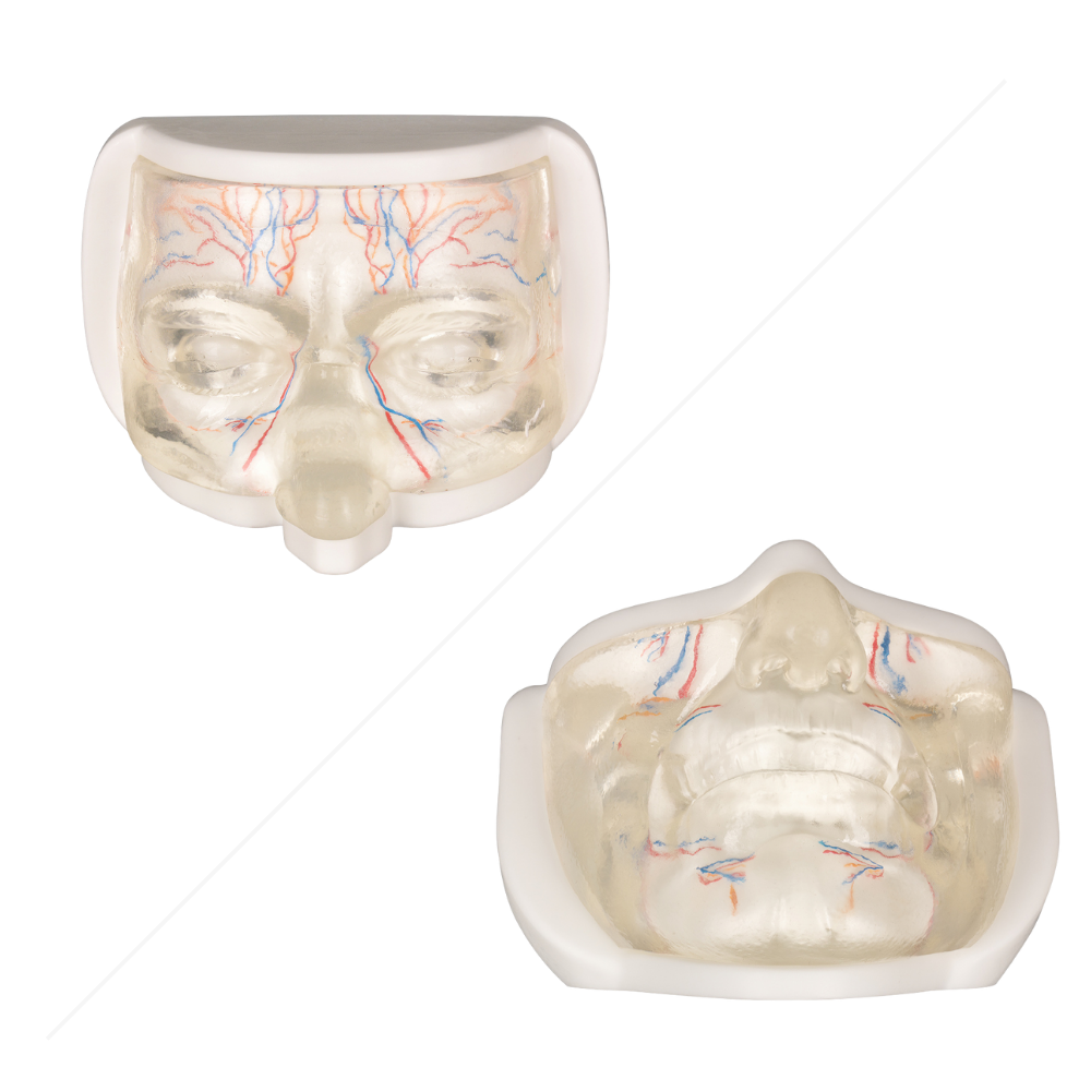 Clear Facial Injection Model with Simulated Blood Vessels
