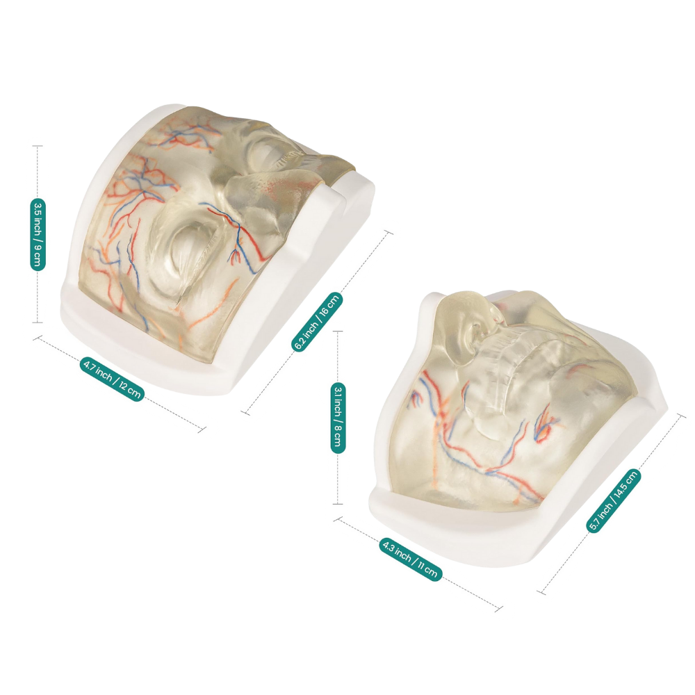 The Size Detail of Clear Facial Injection Model
