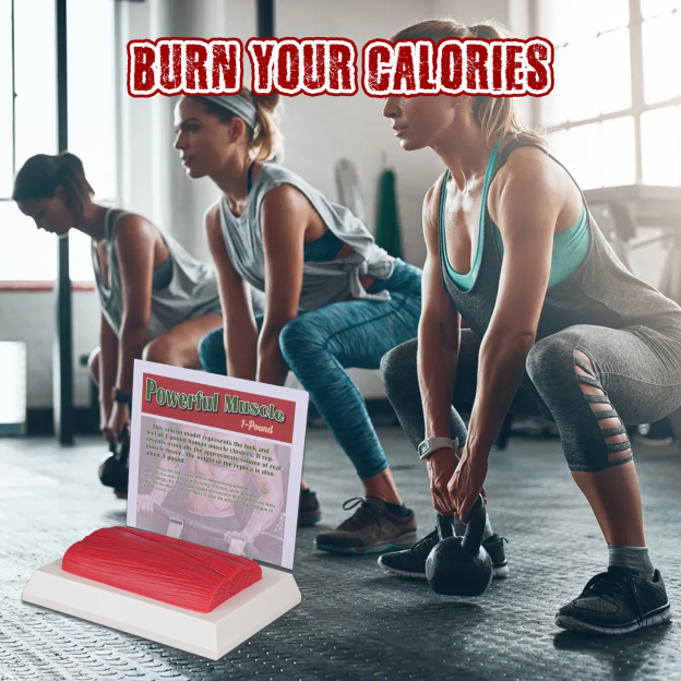 Realistic Human Muscle Model For Fitness Training