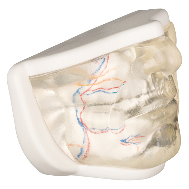 Clear Facial Injection Model with Stable Base