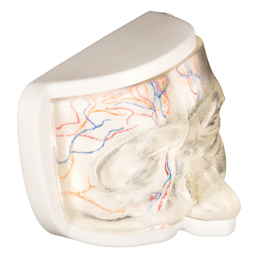 Upper Clear Facial Injection Model with Simulated Blood Vessels
