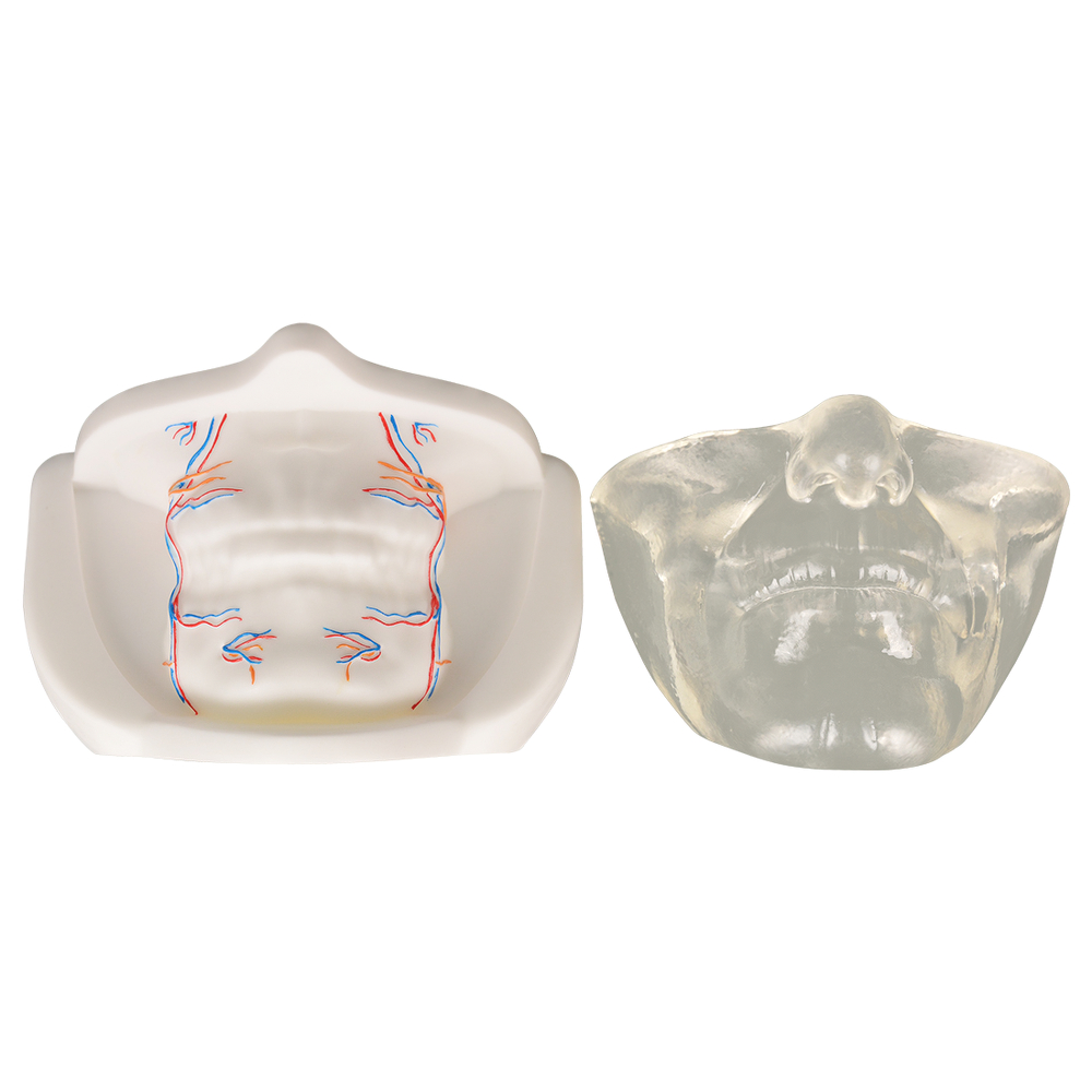 Clear Facial Injection Model with Simulated Blood Vessels