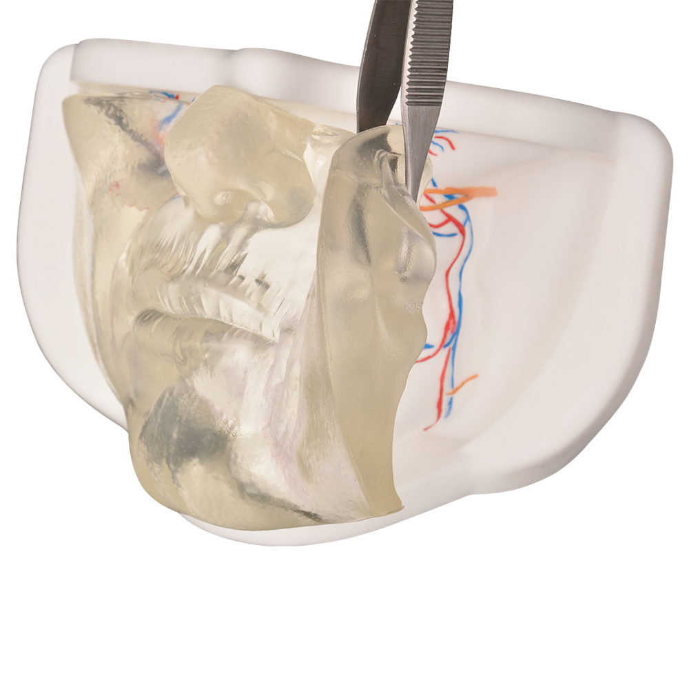 Clear Facial Injection Model with Simulated Blood Vessels