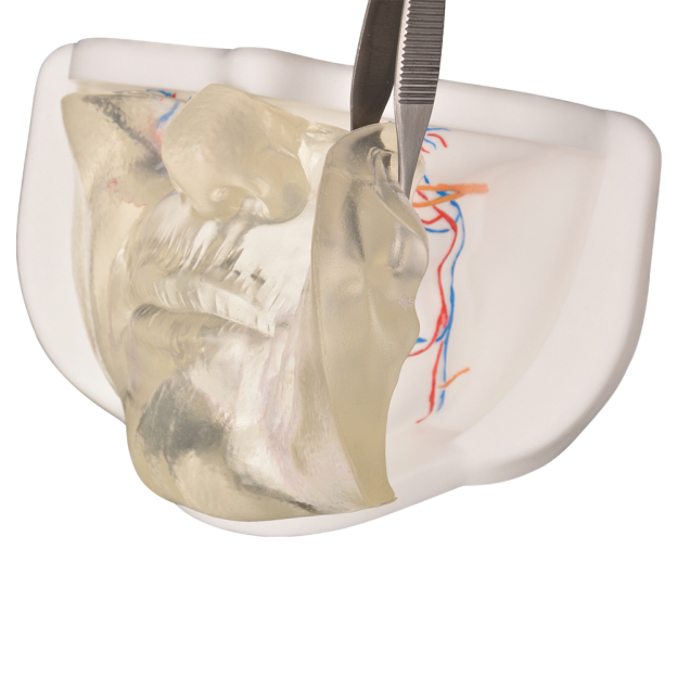 Clear Facial Injection Model with Simulated Blood Vessels