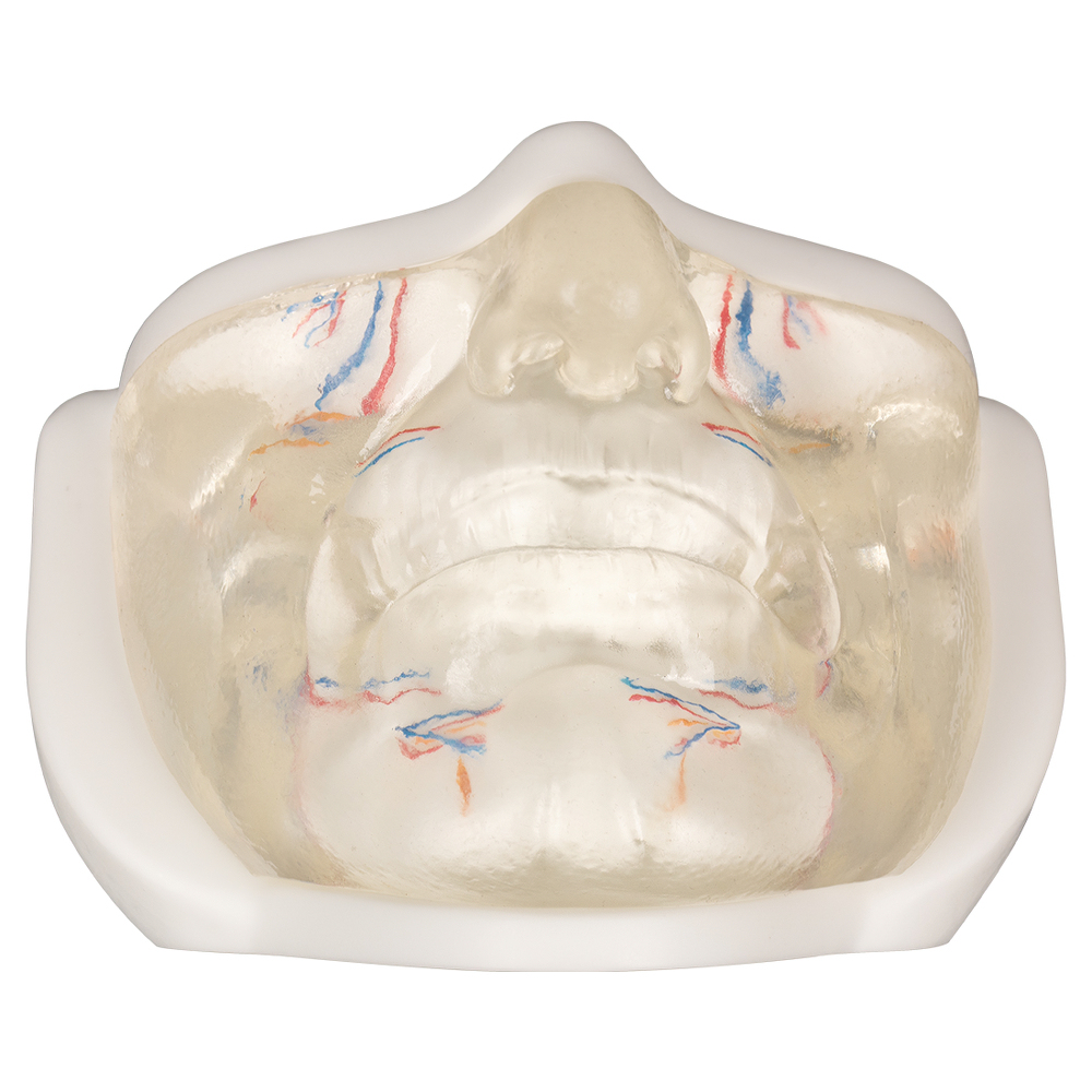 Lower Clear Facial Injection Model with Simulated Blood Vessels