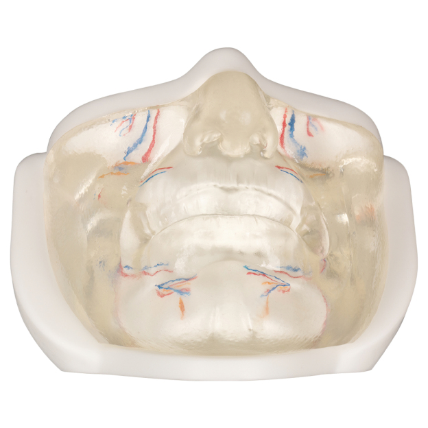 Lower Clear Facial Injection Model with Simulated Blood Vessels