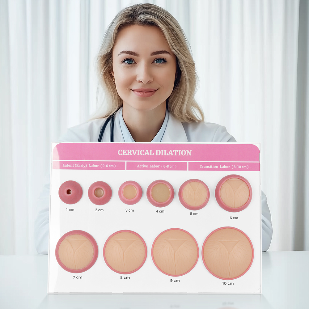 Cervical Effacement and Dilation Model (1–10cm)