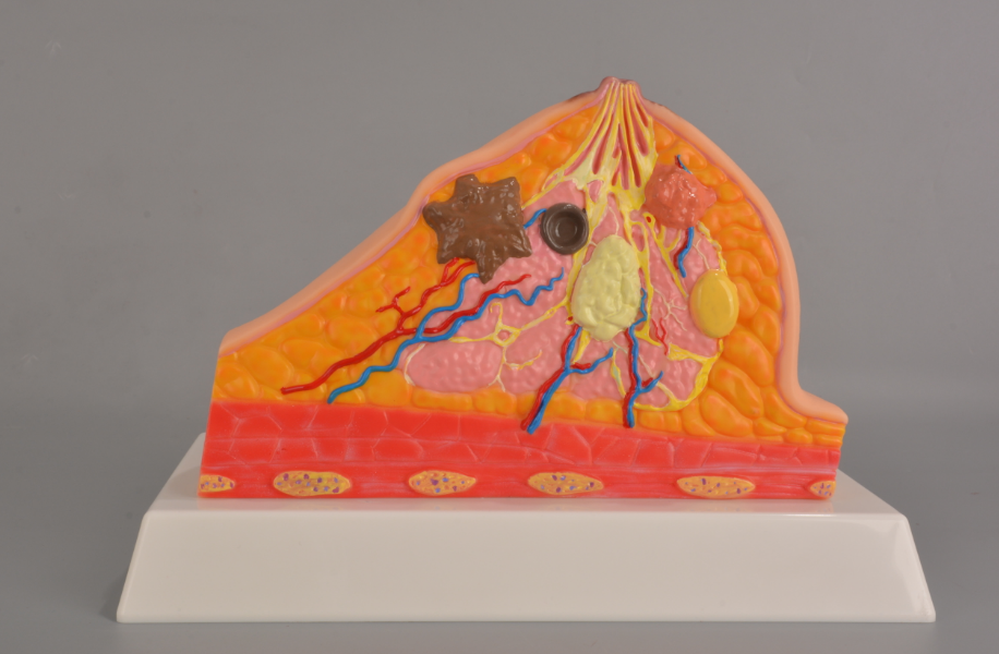 Anatomical Breast Model
