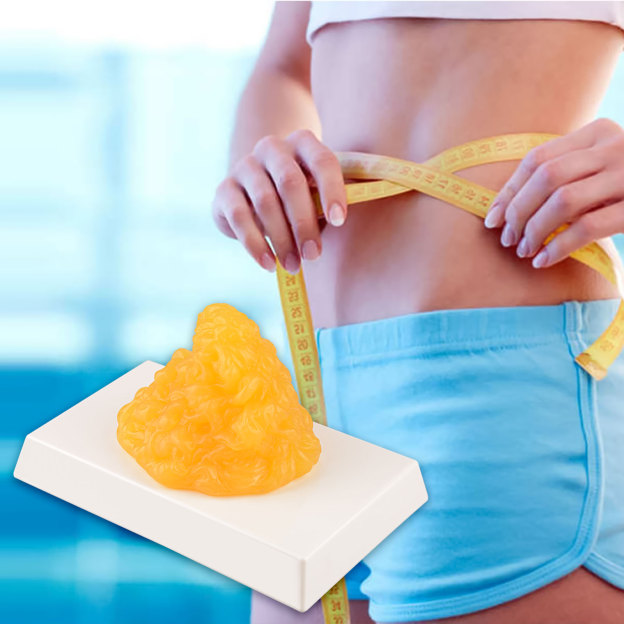 1 LB Fat Model for Weight Management Motivation