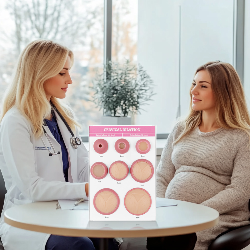 Cervical Dilation Display Model with 1-8cm
