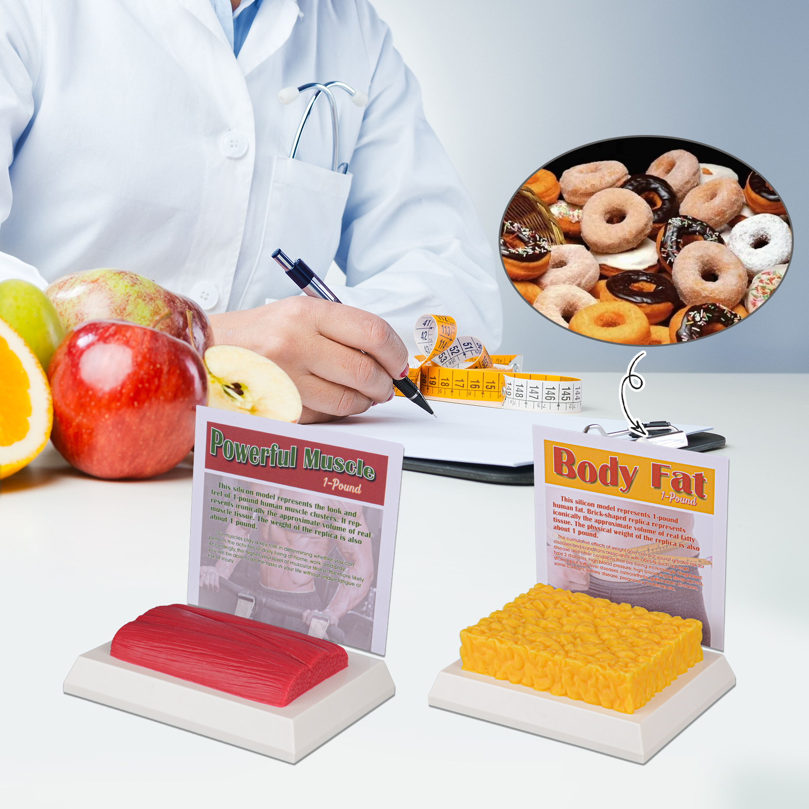 1 Pound Fat Vs 1 Pound Muscle Models With Display Bases