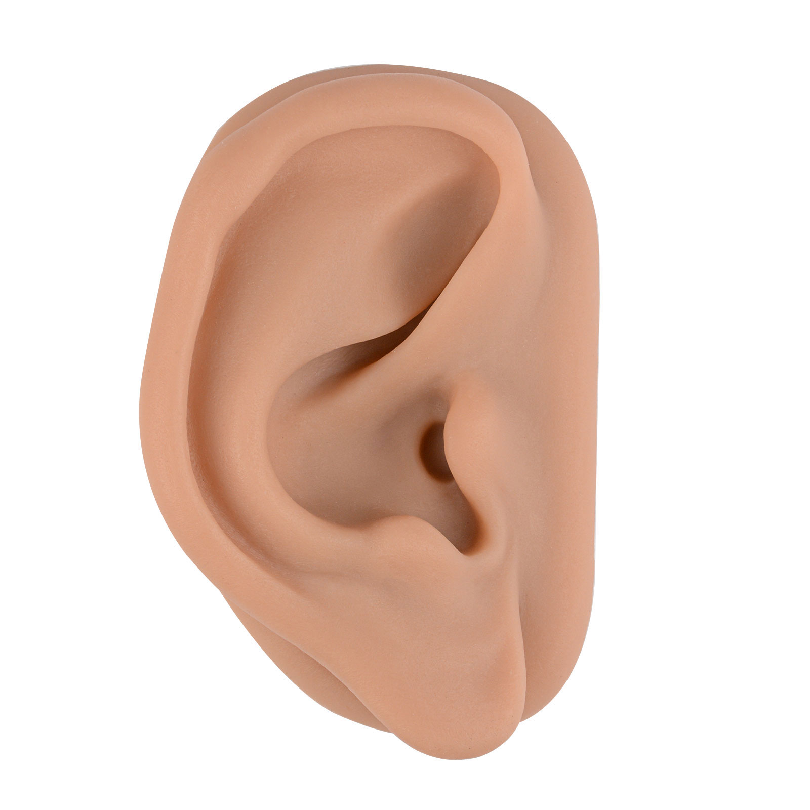 Acupuncture Ear Model, Right Artificial Ear Replica for Auricular Therapy Teaching