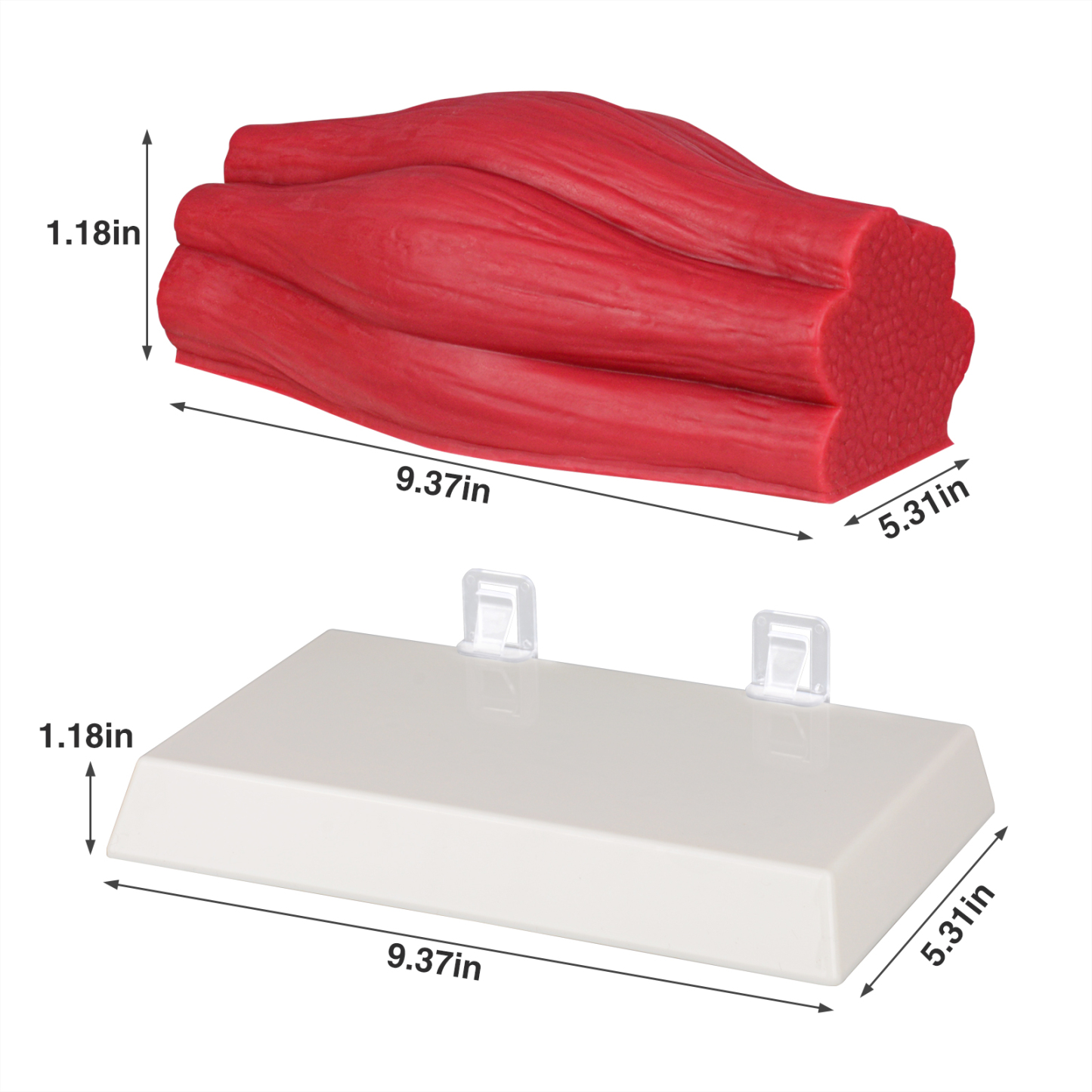 SimCoach Human Body Muscle Replica 5 Lbs