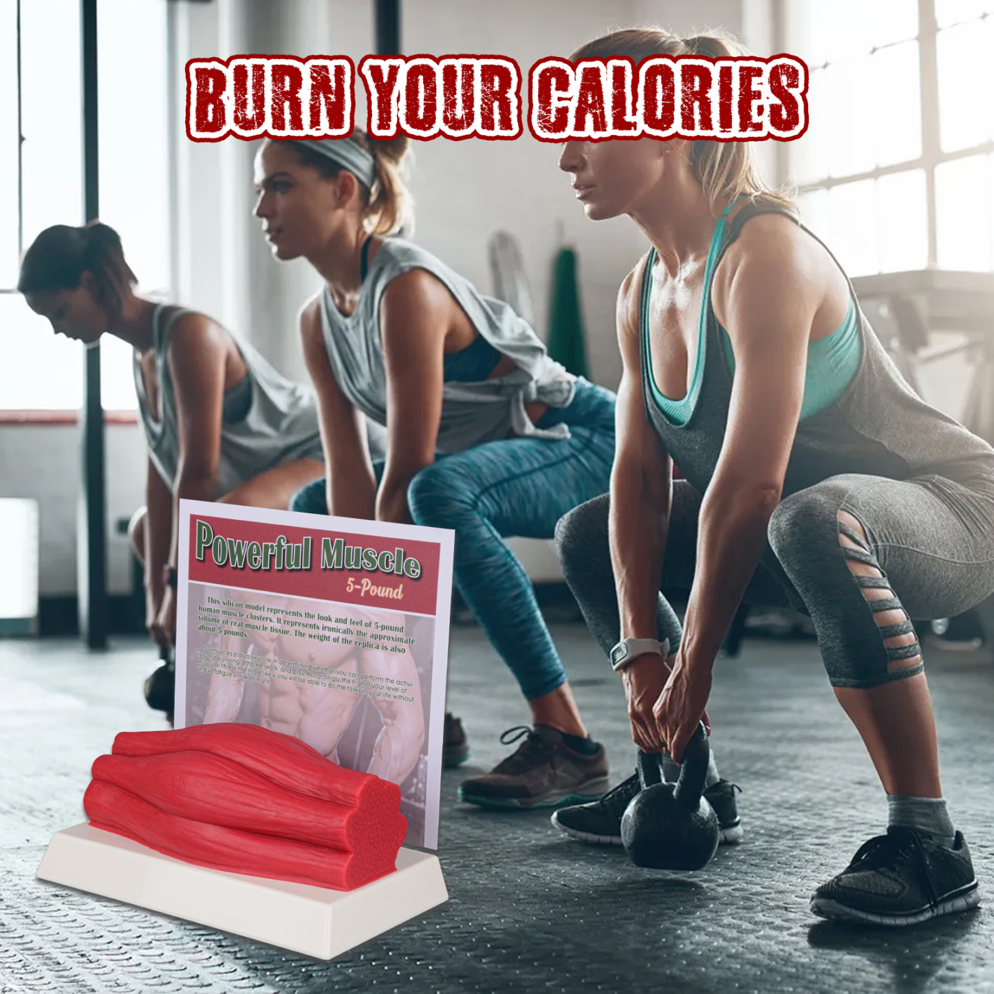 SimCoach Human Body Muscle Replica 5 Lbs