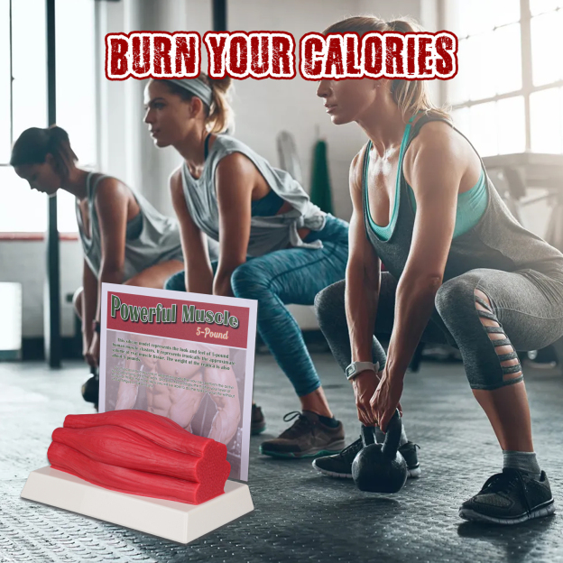 SimCoach Human Body Muscle Replica 5 Lbs