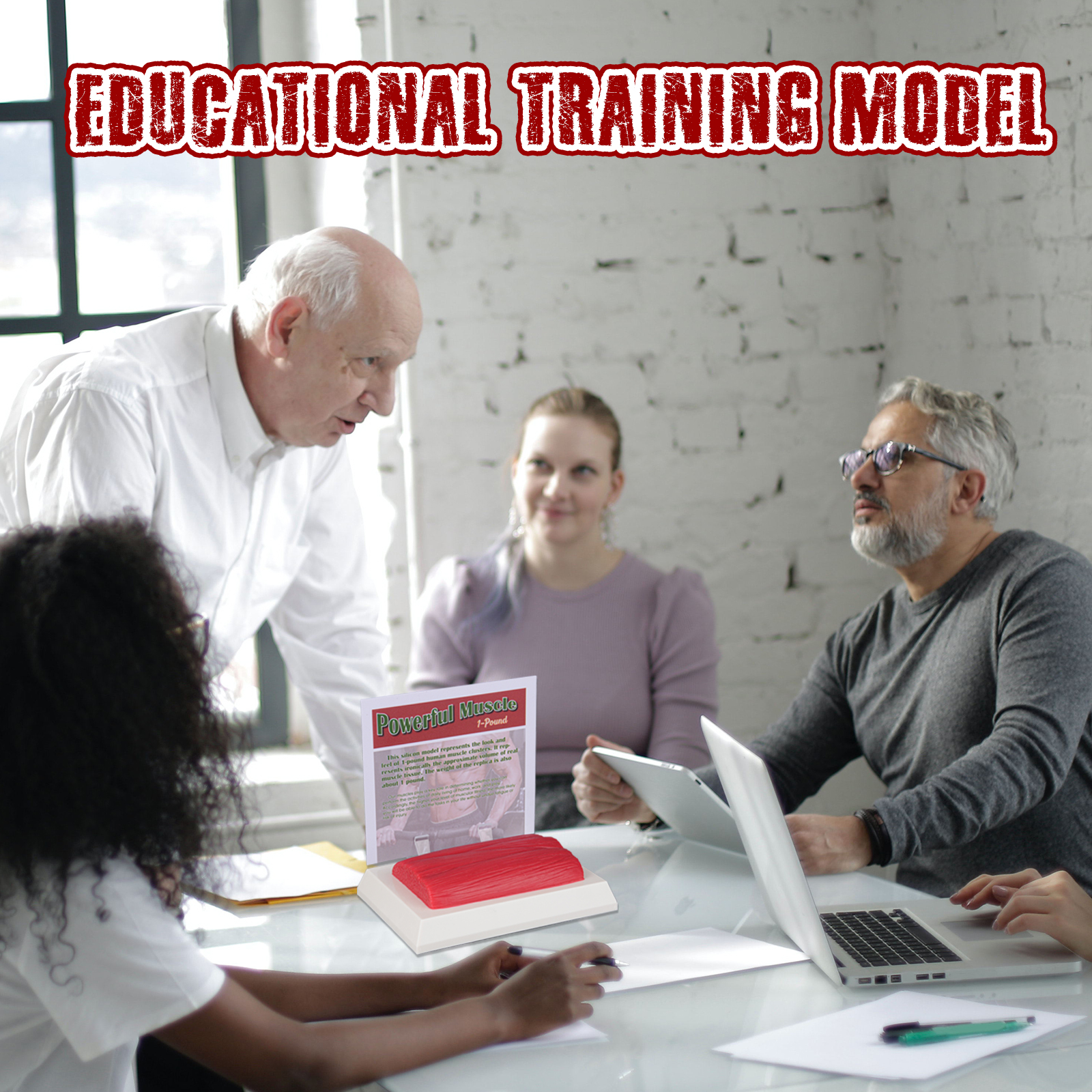 Educational Muscle Replica Including Reference Card