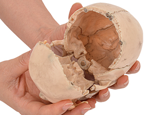 Magnetic Top of Anatomy Skull Model for Easy Assembly and Study