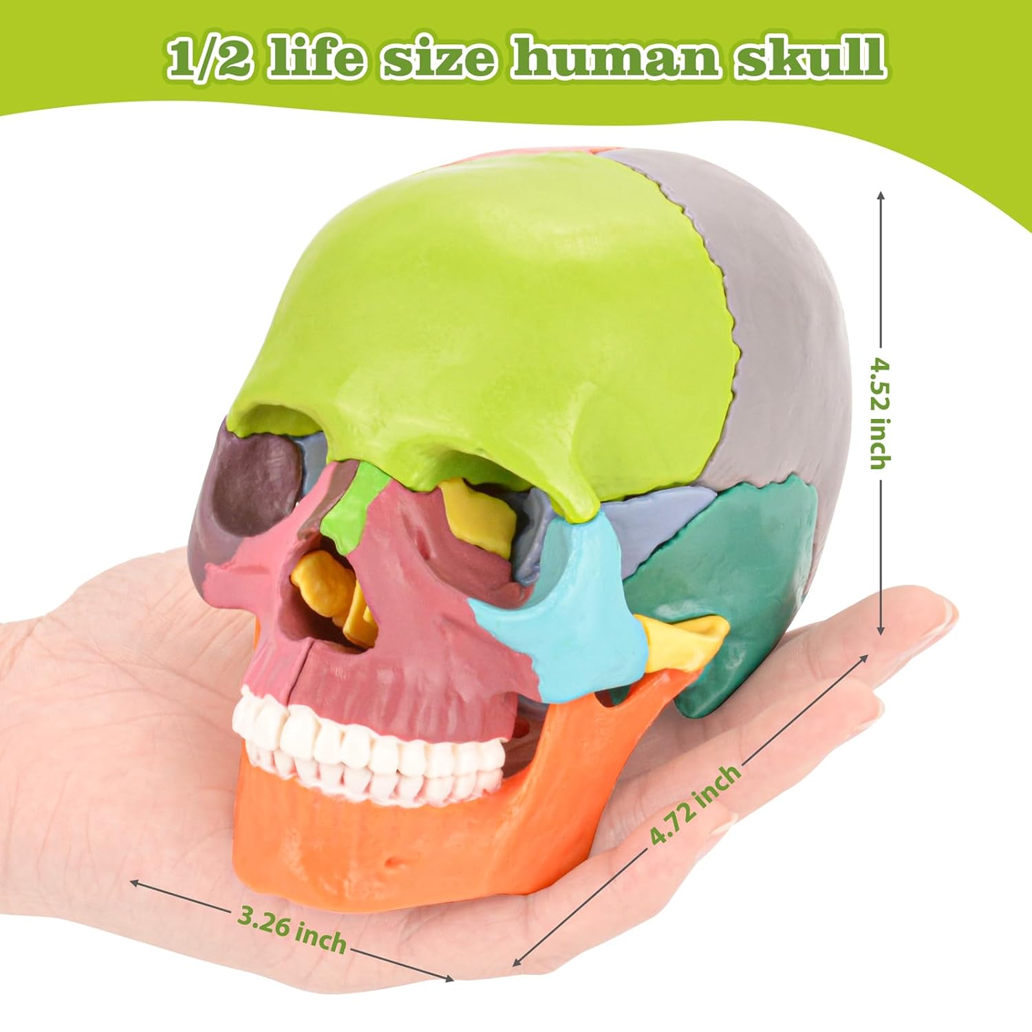 Size and Measurements of Colored Skull Model