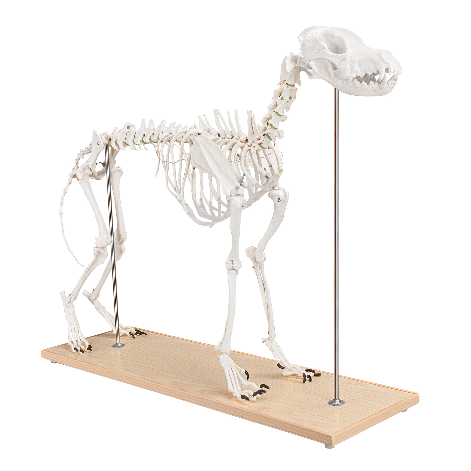 SimCoach Large Canine Skeleton Model, Veterinary Dog Model with Base