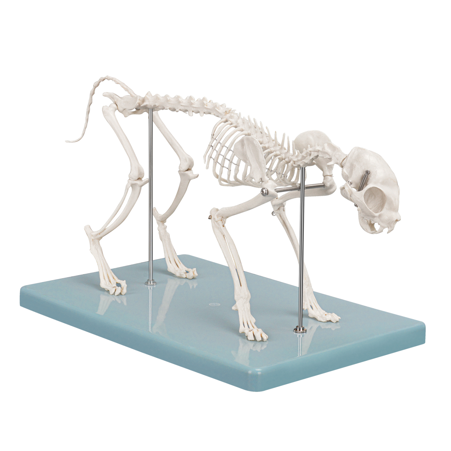 SimCoach Small Feline Skeleton Model, Veterinary Cat Model with Base
