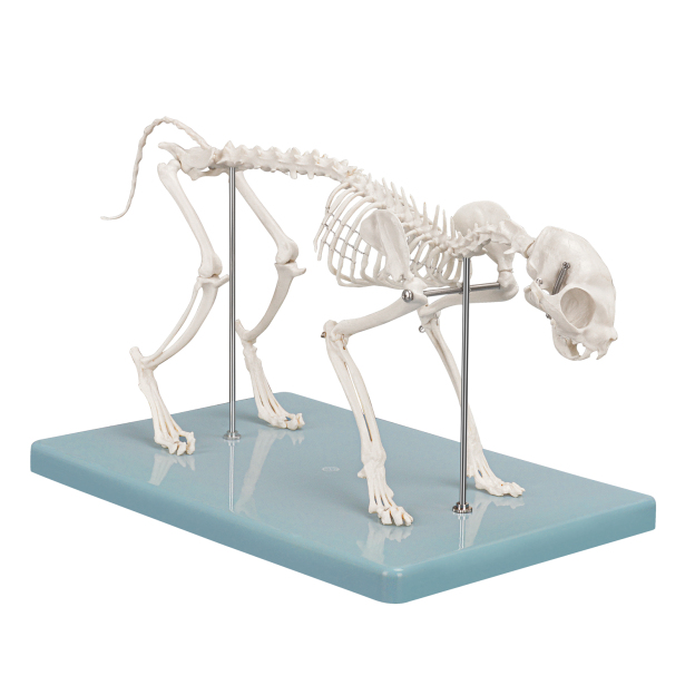 SimCoach Small Feline Skeleton Model, Veterinary Cat Model with Base