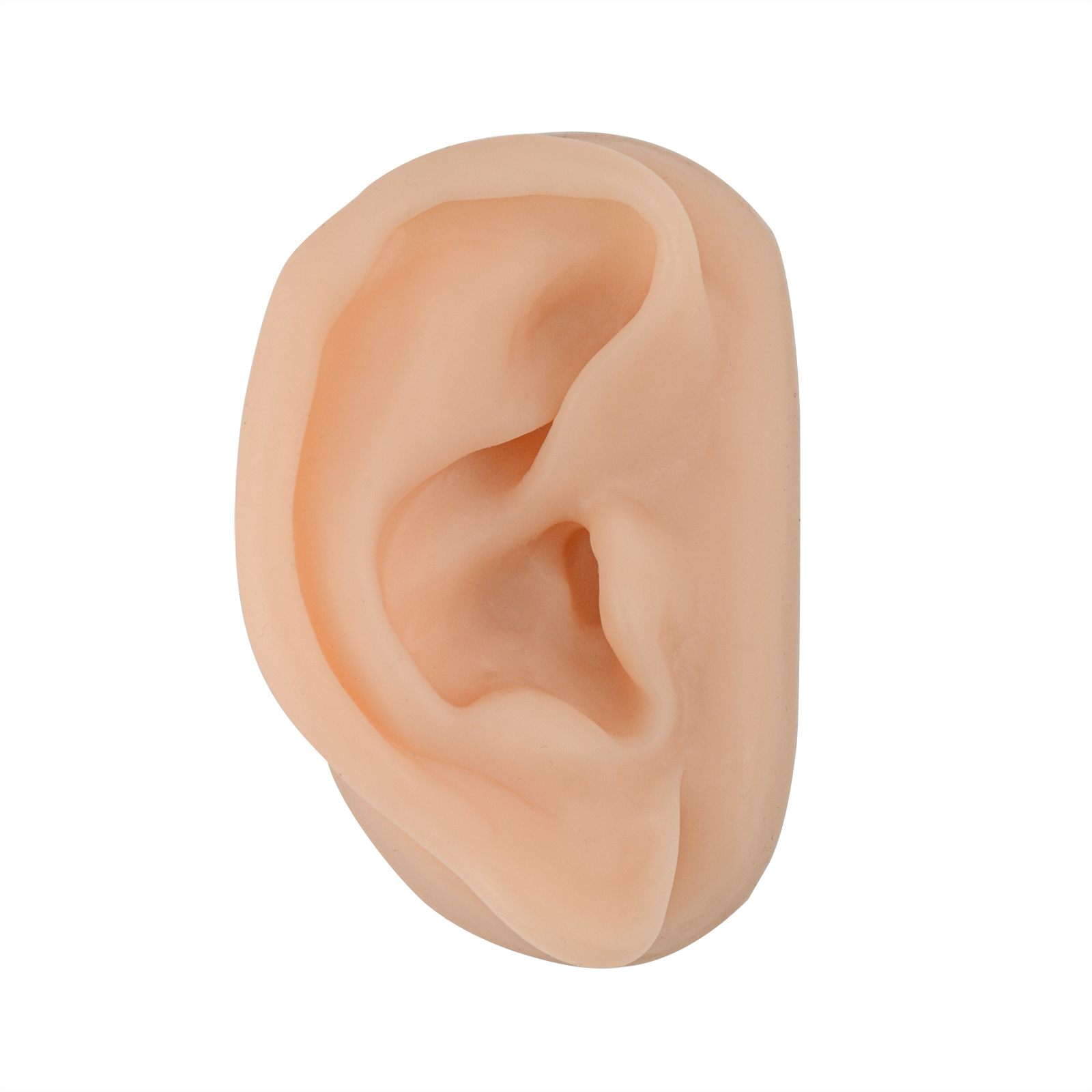 SimCoach Acupuncture Ear Model, Right Artificial Ear Replica for Auricular Therapy Teaching