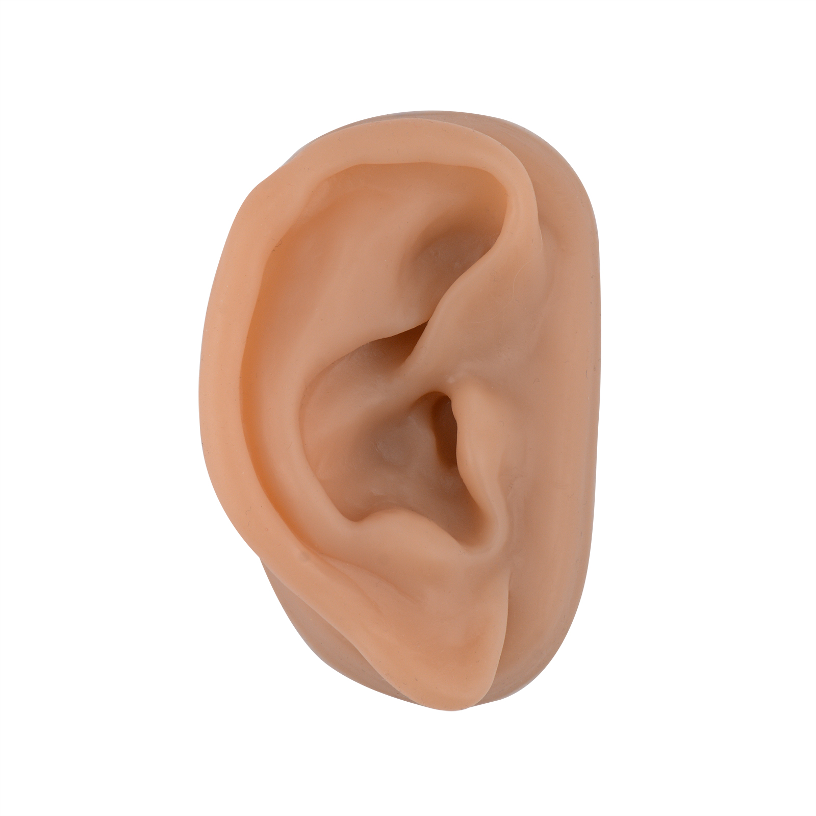 SimCoach Acupuncture Ear Model, Right Artificial Ear Replica for Auricular Therapy Teaching