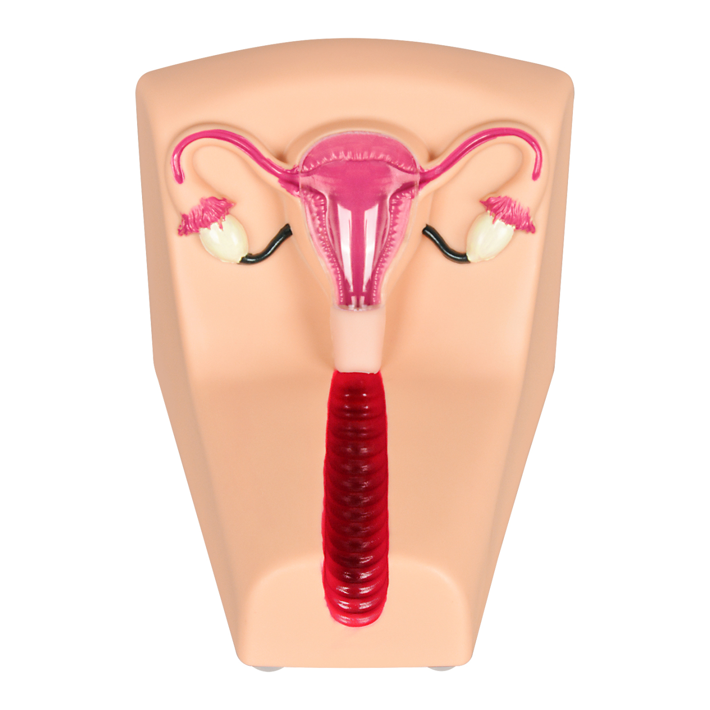 Female Intrauterine Contraceptive Device Simulator
