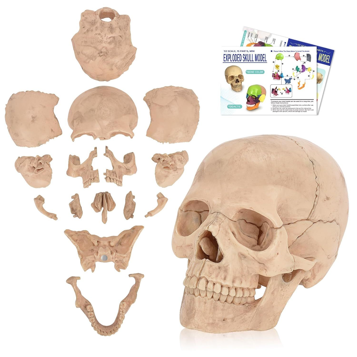 15 Parts Exploded Anatomy Skull Model for Medical Students