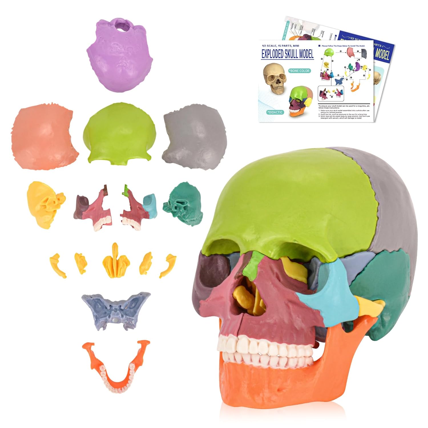 Colored Skull Model with 15 Parts Magnetic Design
