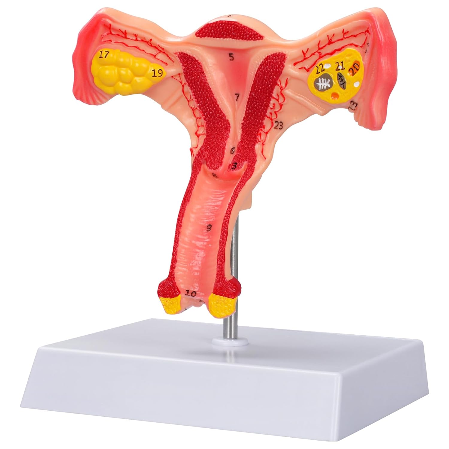 Female Uterus and Ovary Anatomical Model