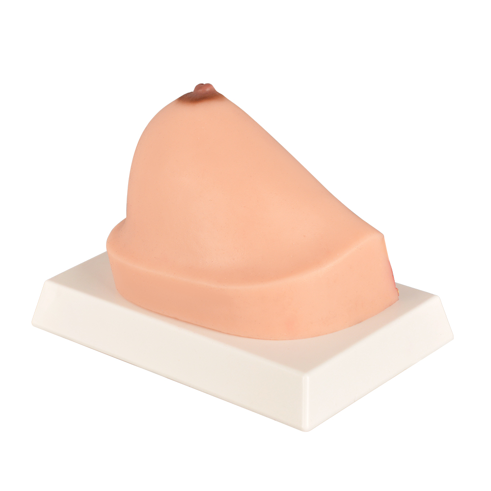 Realistic Breast Model For Anatomy And Nursing Classes