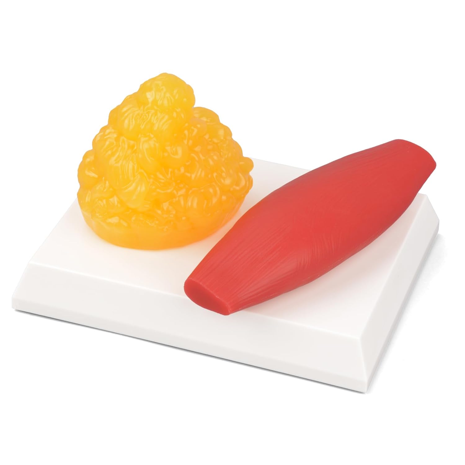 Human Body Fat & Muscle Replica 0.44lb with Display Base