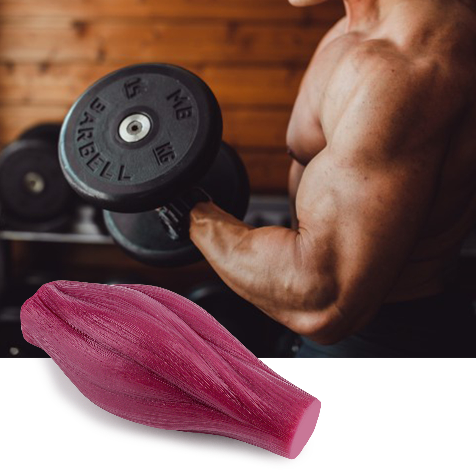 Realistic 1 Lb Muscle Replica Model