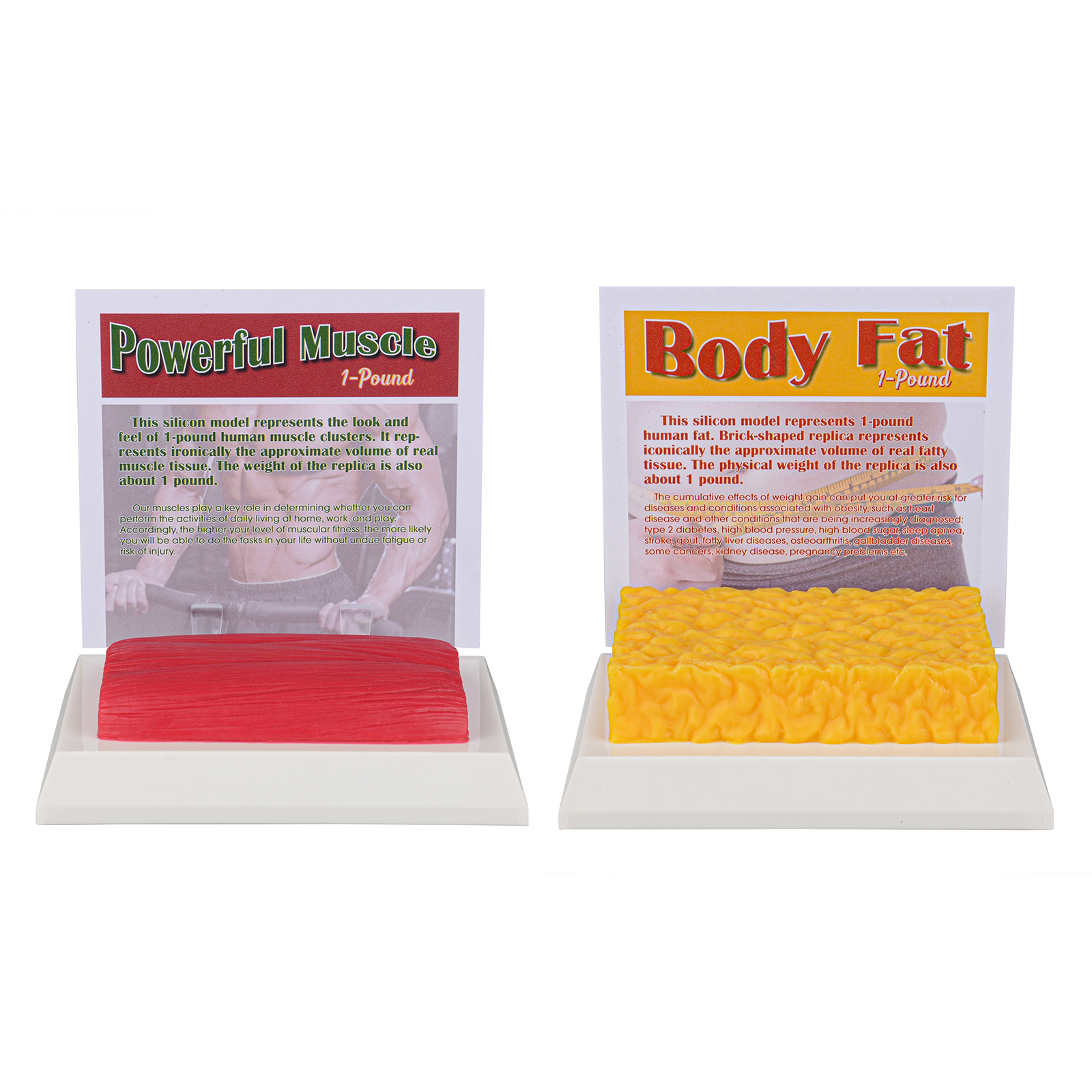 1 Pound Fat Vs 1 Pound Muscle Models With Educational Card