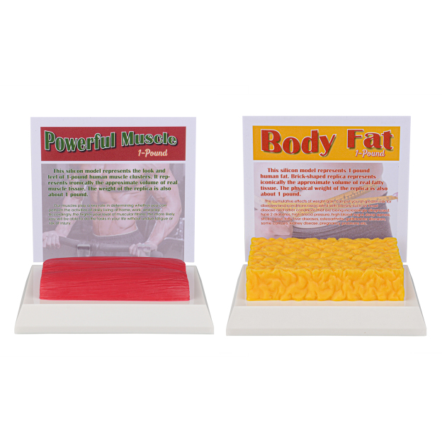 1 Pound Fat Vs 1 Pound Muscle Models With Educational Card