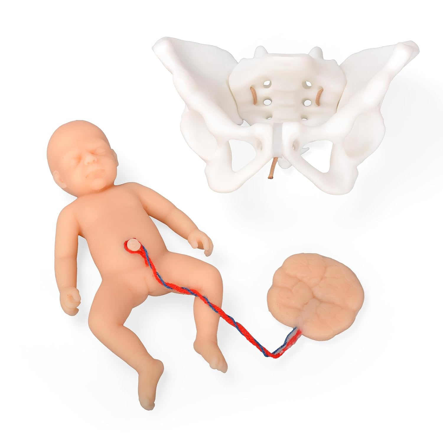 Mini Childbirth Education Model with Female Pelvis and Fetal Baby