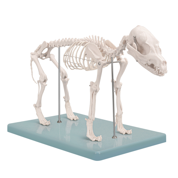 SimCoach Small Canine Skeleton Model, Veterinary Dog Model with Base