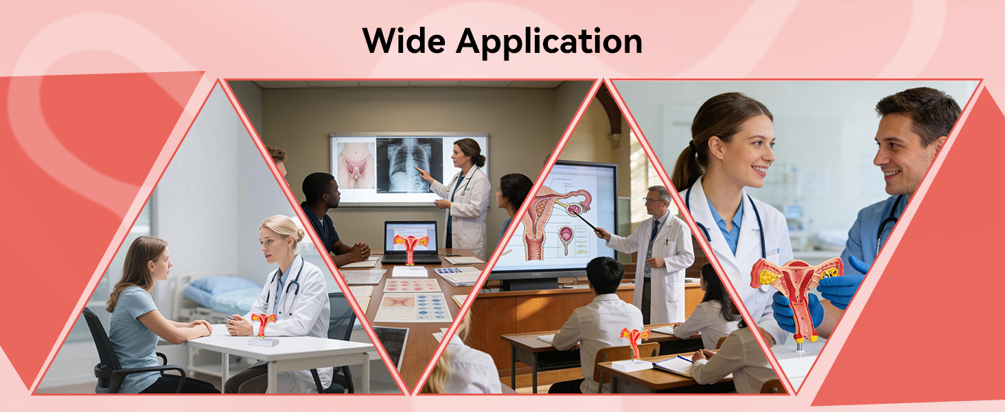Multiple Clinical Scenarios Using Female Anatomy Model